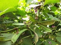 Lablab purpureusÃÂ vegetable in plant. Royalty Free Stock Photo